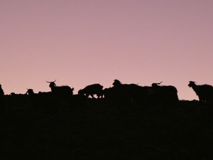 Troupeau rentrant des pâturages au crépuscule, Saghro, Maroc