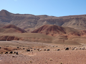 Troupeau pâturant sur les parcours, Tatfraout, Sud-est marocain